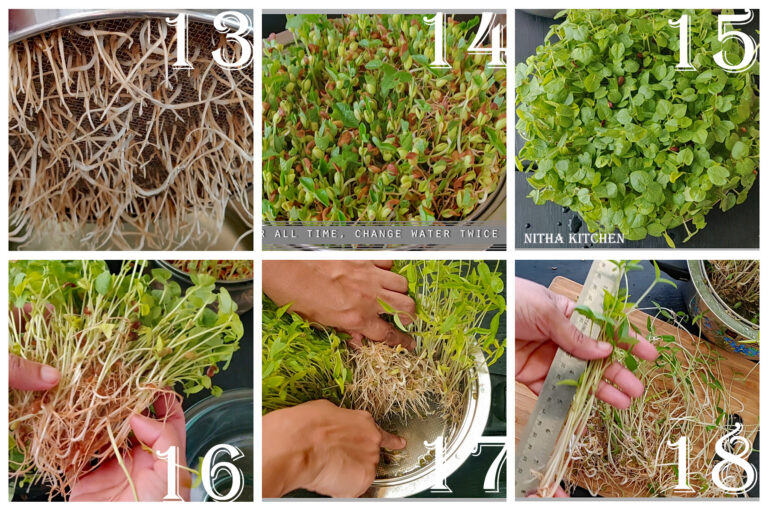 How To Grow Microgreens Indoor With Video Tutorial - Nitha Kitchen